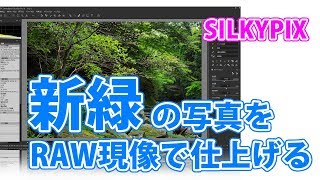 新緑の写真をSILKYPIXでRAW現像【調整のポイントなど】 [upl. by Scarlet]