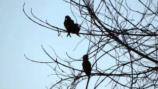 Duskyheaded Parakeet Aratinga weddellii [upl. by Mukul128]