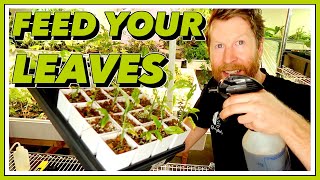 EFFECTIVELY FEED Your Plants with Foliar Spray Fertilizing [upl. by Cleavland]