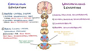 Spinothalamic Tract and Dorsal Column Medial Lemniscus Pathway  Ascending Tracts of the Spinal Cord [upl. by Comfort]