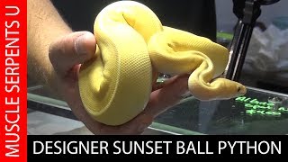 SUNSET BALL PYTHON SUPER MORPH REVEAL Daytona Reptile Breeders Expo Part 2 [upl. by Florette]