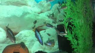 Cyprichromis Leptosoma Jumbo Speckle Back Moba F1 amp F2 [upl. by Hcardahs]