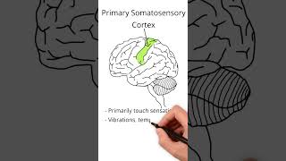 The Parietal Lobe neuroscience learning education [upl. by Adnoel]