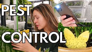 10 EASY Ways to Prevent Pests on Houseplants  Solutions for Plant Pests houseplant pests thrips [upl. by Odrick]