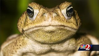 Deadly Bufo toads spotted in Central Florida [upl. by Beker]