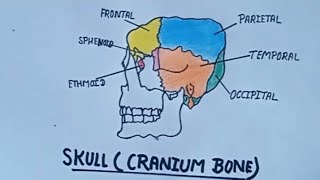 Who to draw a human Skull💀 cranium bone 🤍👩‍⚕ drawing [upl. by Milt850]