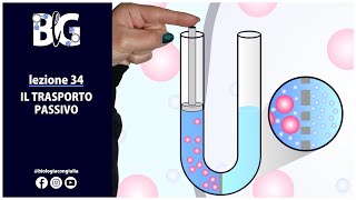 Il TRASPORTO PASSIVO  diffusione semplice osmosi e diffusione facilitata [upl. by Rehprotsirhc159]