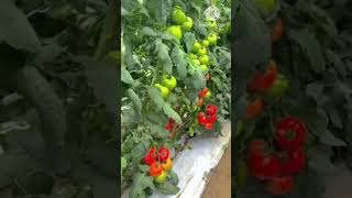 Baking soda is a gardener’s best friend here are 10 clever uses in the gardenmygarden uk tomato [upl. by Htbazile]