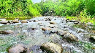 Beautiful Nature River flowing in Borneo Relaxing River Sounds Nature White Noise for Sleeping [upl. by Sac]