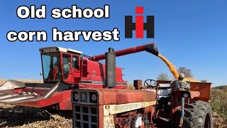 International 1420 Combine Corn Harvest [upl. by Kilgore841]