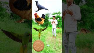 Crow parrot hen peigon funny VFX magic video from Mari biscuitsshortsfeed trending [upl. by Ameehsat699]