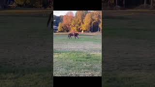 when the young horse freaks out trending tiktok viralvideo shortsfeed [upl. by Ruprecht]