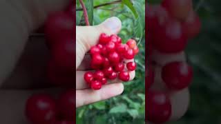 PICKING A LOT of highbush cranberries [upl. by Jamaal502]