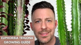 Euphorbia Trigona African Milk Tree Care Guide and Growing Tips [upl. by Reggis]