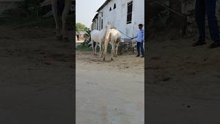 Rani ghodi vs boli ghodi Alipura tonk tending horse indianhorse shortsviral horselover [upl. by Nuhs]