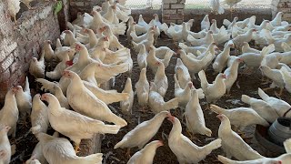 Pakistan Poultry Farm  Pakistan Production  Pakistan farming  part 57 [upl. by Eelrahc]