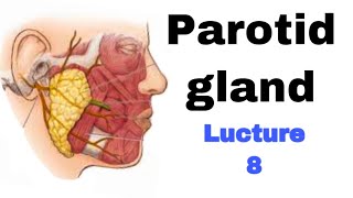 تشريح  parotid gland  مرحلة ثانية Parotidglandanatomy الغدةالنكافية [upl. by Melisa]