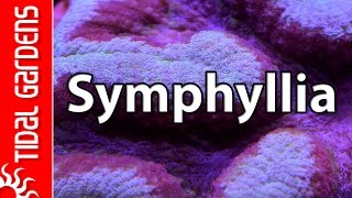 Whats the deal with Symphyllia [upl. by Derfniw]