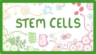 GCSE Biology  What are Stem Cells Difference Between Embryonic and Adult Stem Cells 11 [upl. by Leahcimnhoj366]