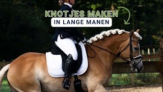 Dressuur KNOTTEN in LANGE manen  Haflingers King amp Beau [upl. by Jacobs]