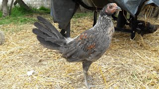 Pollos de 1 mes de edad buen crecimiento  Crianza de Gallos Finos🐓 [upl. by Lucretia]