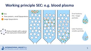 Sizeexclusion chromatography to isolate extracellular vesicles [upl. by Ahsan320]