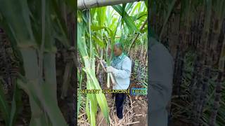 Ingenious Sugarcane Harvesting Tool See How This Farmer Gets Every Stalk fruits shorts [upl. by Magulac338]