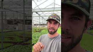 Our Biggest Mistake hydroponics hydroponicfarming hydroponiclettuce [upl. by Koralle788]