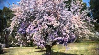 Vivaldi  The Four Seasons Le Quattro Stagioni  SPRING  Healing Music  432 Hz [upl. by Anegroeg]