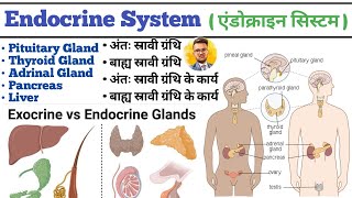 Endocrine System in hindi  Endocrine Gland  Pituitary Gland  Thyroid Gland  Liver  Pancreas [upl. by Cordelia732]