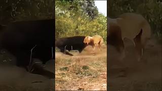 Epic Showdown Buffalo vs Lion  Ultimate Battle for Survival [upl. by Cox]