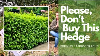 The best hedges to plant and why Evergreen Vs Deciduous including cost effective options [upl. by Holmes]