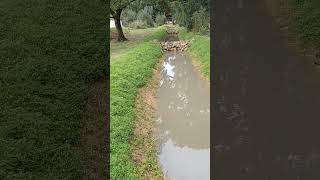 Sepp holzer monks natural clay ponds cover crops nature permaculture ponds rain clay water [upl. by Carlisle418]