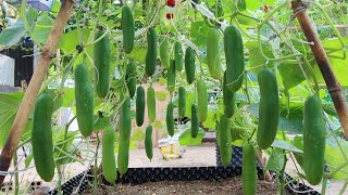 How to grow Cucumbers vertically extremely lots of fruit Growing cucumbers [upl. by Ender418]