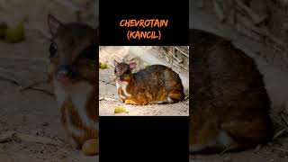 Chevrotain Kancil shortvideo animals faktaunikbinatang [upl. by Donn82]