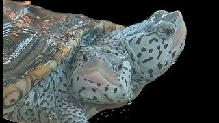 A Live Two Headed Turtle Live Stream [upl. by Gershom]