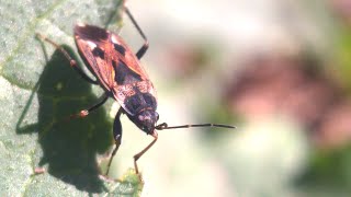 Rhyparochromus vulgaris the dirtcolored seed bug [upl. by Susanna]