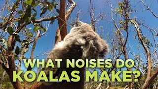 What Noises Do Koalas Make [upl. by Aicilas]