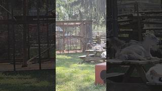 goat relaxing in hot sun goat animal animals toronto trending viral shortsviral vlog [upl. by Onig992]