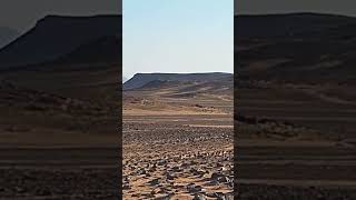 Sandgrouse hunting hunting viralvideo birds [upl. by Innavoij]