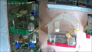 The best singing birds birdsong animals love goldfinch pets fyp viral singingbirds canary [upl. by Aeila]