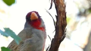 Male Pyrrhuloxia Calling [upl. by Luanne]