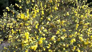 Genêt à balais Cytisus scoparius le jaune qui me plait [upl. by Smail457]