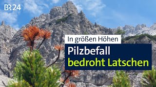 Bergwelt Latschen von Pilzerkrankung bedroht  Abendschau  BR24 [upl. by Jarib]