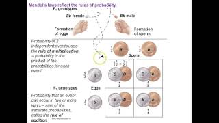 Genetics Mendelian extensions [upl. by Esorlatsyrc]