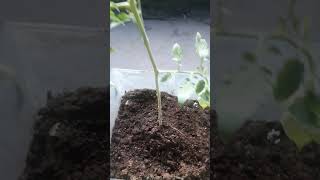 Tomato plant and seeds from Pallavaram Friday Market [upl. by Lerrad486]