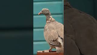 Woodpigeon with bad moulting [upl. by Bernardine]