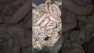 Pork intestine cooking Yummy 😋 cooking villagecooking porkrecipe intestine villagecooking [upl. by Kiley367]