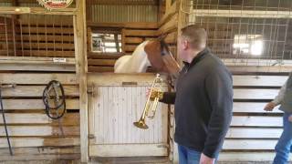 Scott Dean Trumpet Horse Whinny [upl. by Oiralednac]