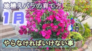 【たきちゃん流剪定理論】地植えバラの育て方★１月にやらなければいけない事 [upl. by Landers]